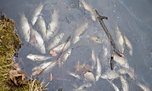 Marine life death